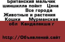 Британский мальчик шиншилла-пойнт › Цена ­ 5 000 - Все города Животные и растения » Кошки   . Мурманская обл.,Кандалакша г.
